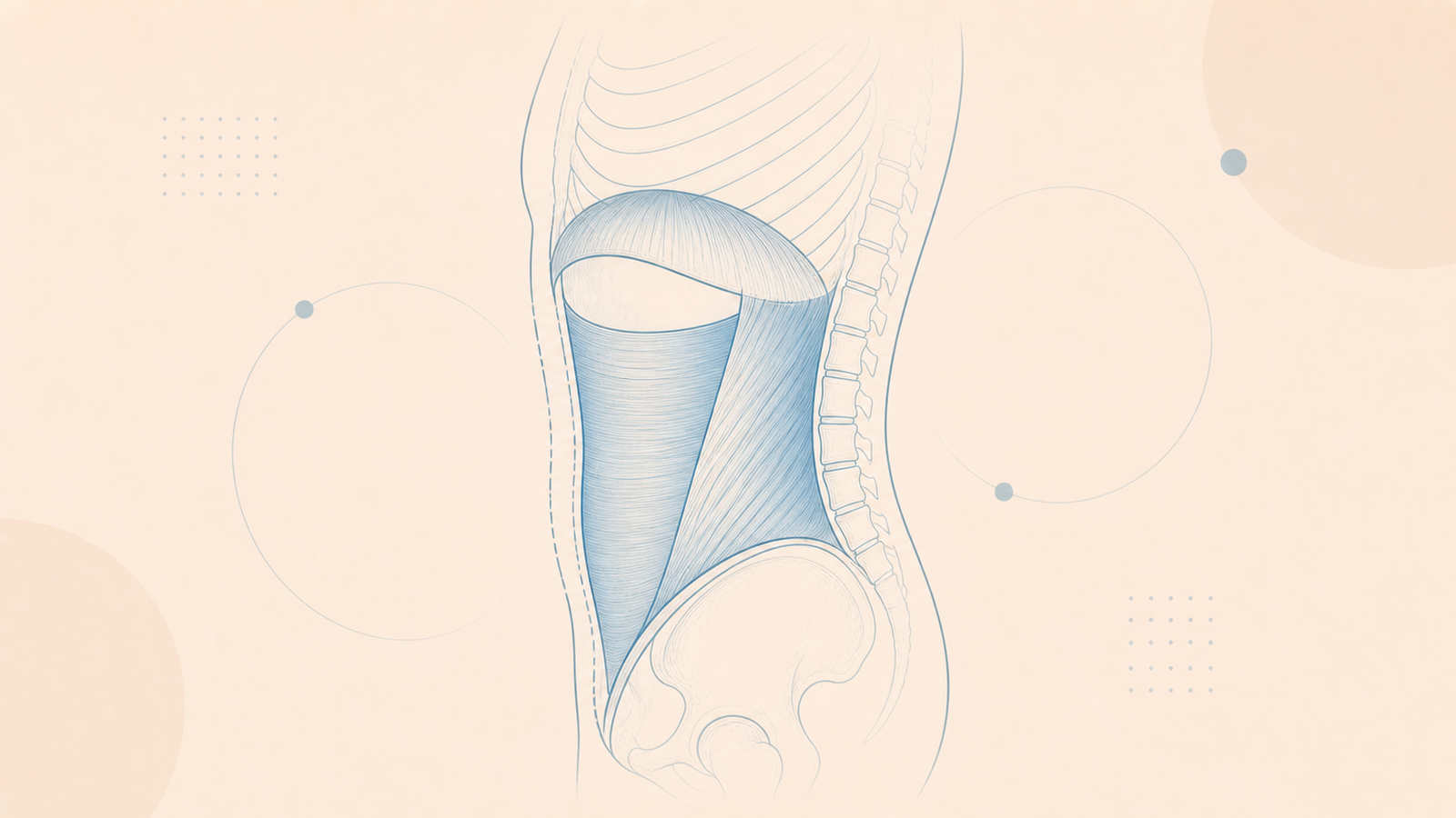 Kor Güçlendirme — Gövde kor kas grubu soyut anatomik çizgi katmanları